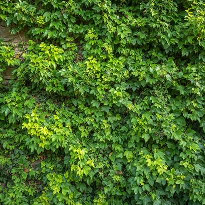 Climbing Vines